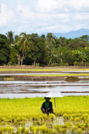 NAN, THAILAND - JULY 15: Unidentified Thai farmer works hard on rice field on July 15, 2012 in Nan Province, Thailand. For many farmers rice is the main source of income (around $800 annual)のeditorial素材