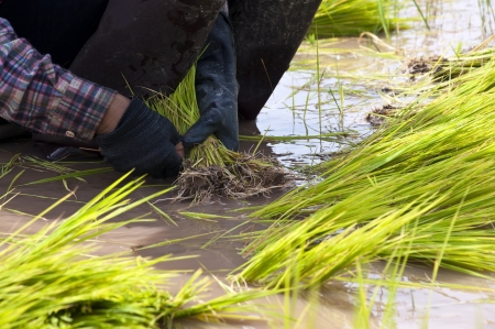 Farmers working planting rice in the paddy fieldの写真素材