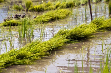 Green paddy fields of Thailandの写真素材