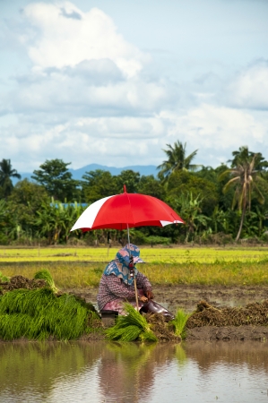 Farmers working planting rice in the paddy fieldの写真素材