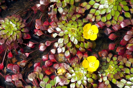 tiny yellow lotus flower