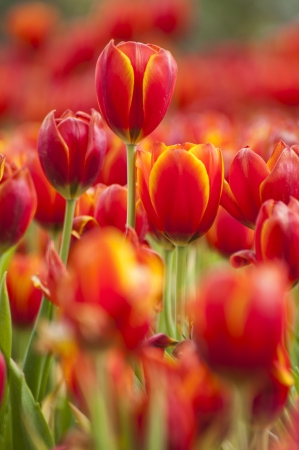 fresh tulips in garden with water sprayの写真素材