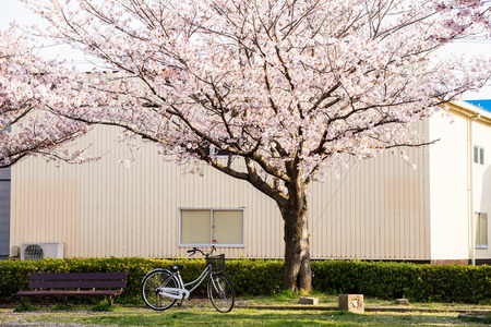 cherry blossom  Sakura  and a bench in a park of Japanの写真素材