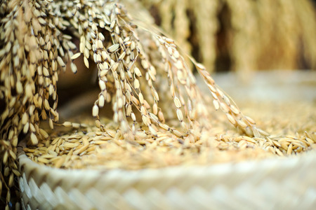 close-up of rice straw and rice grain in rice field の写真素材
