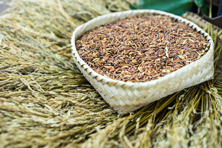 close-up of rice straw and rice grain in rice field の写真素材