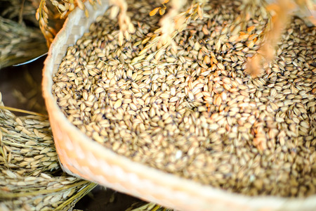 close-up of rice straw and rice grain in rice field の写真素材