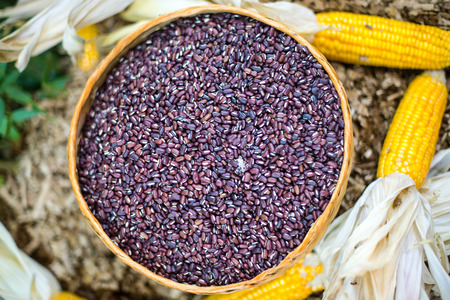 black bean in basketの写真素材