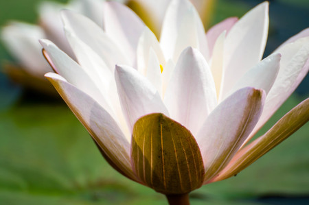 white and pink flower lotus and waterlily beautiful in natureの写真素材
