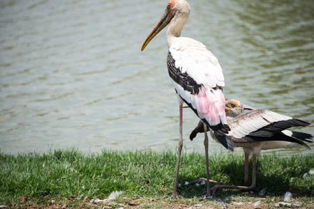 pelicans on the lakeの写真素材