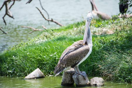 pelicans on the lakeの写真素材