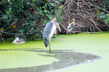 pelicans on the lakeの写真素材