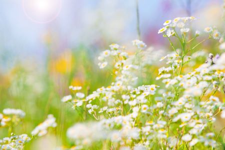 Wild flowers with bright blue sky and sunburst background