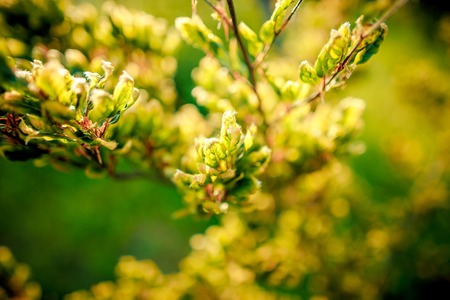 background shimmering defocused soft bokehの写真素材