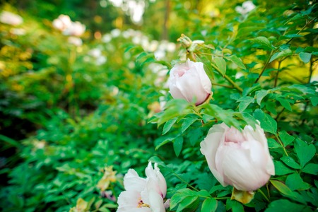 background shimmering defocused soft bokehの写真素材