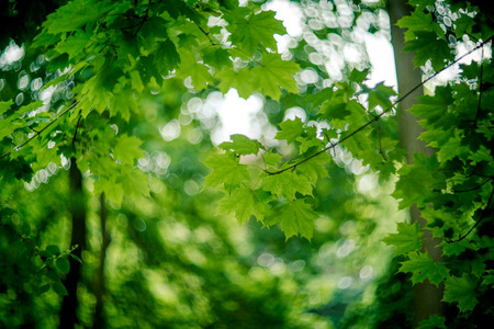 background shimmering defocused soft bokehの写真素材