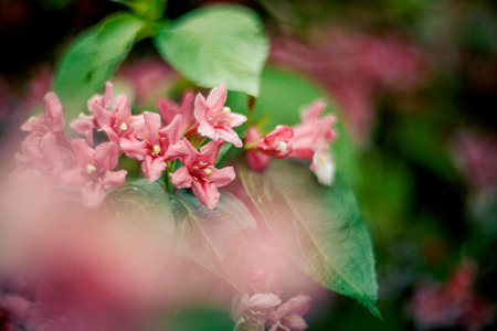 background shimmering defocused soft bokehの写真素材