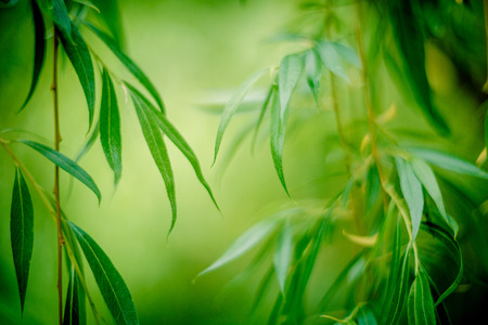 background shimmering defocused soft bokehの写真素材