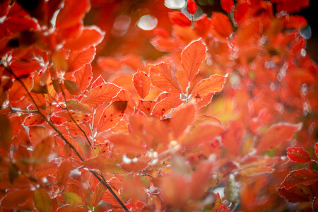 background shimmering defocused soft bokeh