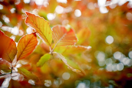 background shimmering defocused soft bokehの写真素材