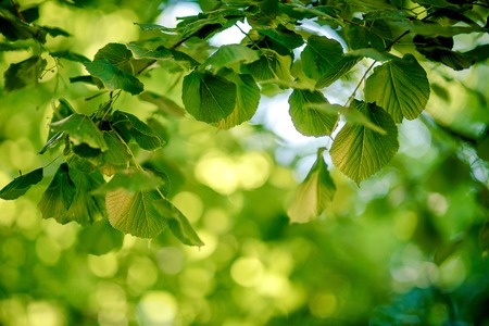 background shimmering defocused soft bokehの写真素材