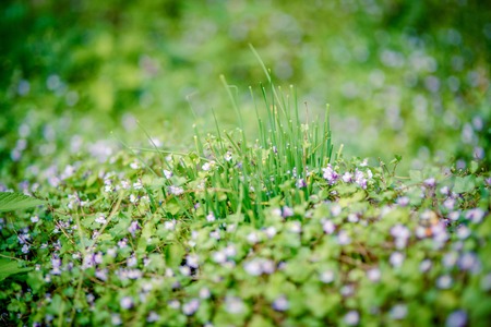background shimmering defocused soft bokehの写真素材