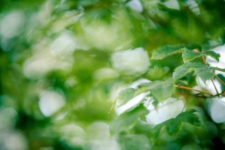 background shimmering defocused soft bokehの写真素材