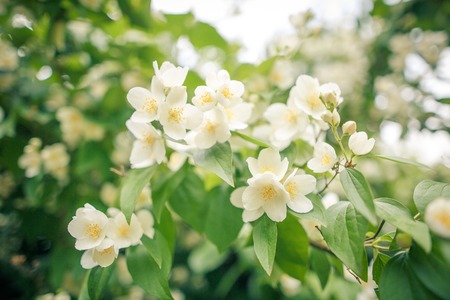 background shimmering defocused soft bokehの写真素材