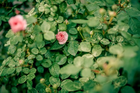 background shimmering defocused soft bokehの写真素材