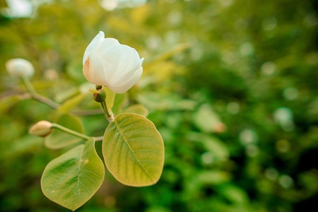 background shimmering defocused soft bokehの写真素材