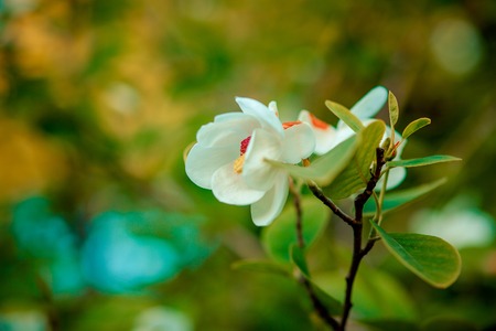 background shimmering defocused soft bokehの写真素材