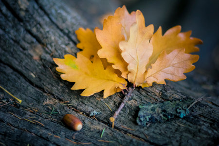 Yellow oak leaves on a log with acorn.