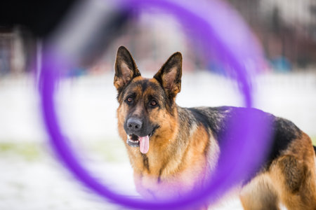 German young Shepherd dog performs the commands of the owner running through the snow. Playing with the ring.の写真素材