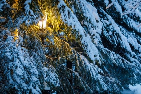 In winter, a yellow lantern shines in the park, between large, snow-covered Christmas trees. There are huge flakes of snow on the branches.の写真素材