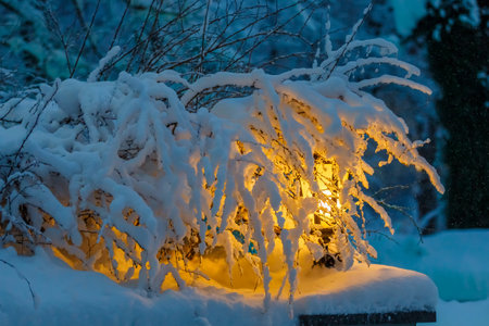 A single yellow lantern in the park is covered with the branches of a small bush covered with snowの写真素材