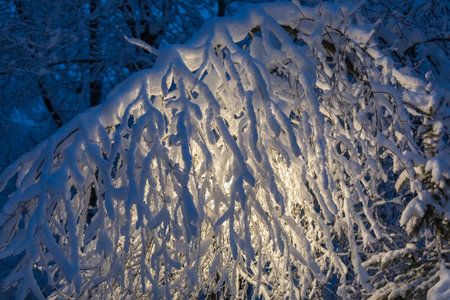 In winter, a yellow lantern shines in the park, between large, snow-covered Christmas trees. There are huge flakes of snow on the branches.の写真素材
