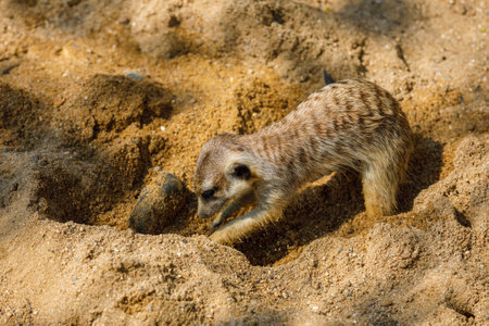 A meerkat digs a hole in the sand during the day at the zoo. Small animals striped colorsの写真素材
