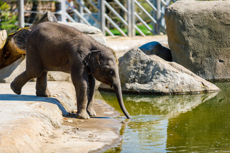 Elephant in the zoo drinking water from the pond. The trunk rummages along the bottom.の写真素材