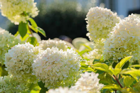 Magnificent heads of huge white hydrangeas. Summer day.
