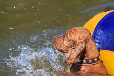 The dog plays in the water. The animal bathes in the river. Satisfied hits the water with his paws. Hot Summerの写真素材