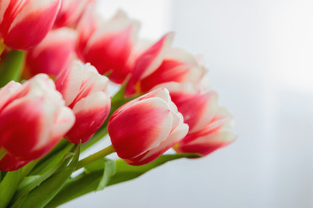 Red and white bud of a blooming tulip. Macro photography inside. Change of focus, close-up.の写真素材