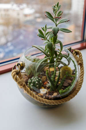 Mini cactus garden in a glass vase on the windowsill in the officeの写真素材