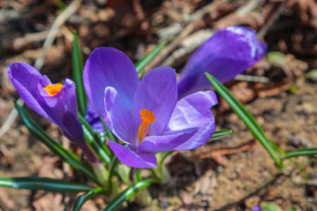 Juicy purple crocuses bloom after the snow melts on the thawed patches. Spring, flowering. Close-upの写真素材