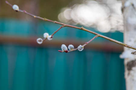 Willow twigs on a blurred background. Easter, spring bloom.の写真素材