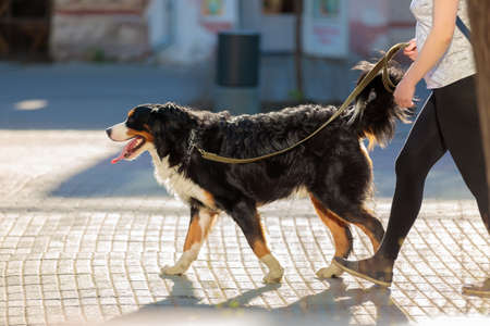 A girl walks around the city with a big dog. Walk the dog on a leashの写真素材