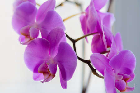 Houseplant purple orchid flower on the background of the window.の写真素材