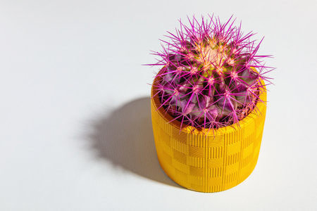 A round cactus with large purple thorns in a yellow pot.の写真素材