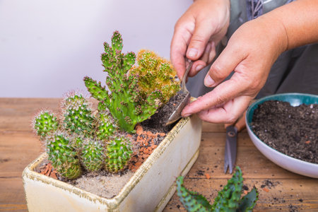 A woman transplants a cactus flower into a small figured flower pot. Floriculture, close-up.の写真素材