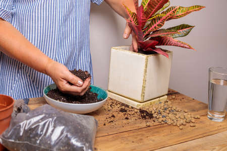 A woman puts soil into a new ceramic pot with a transplanted flower. Houseplant transplant concept.