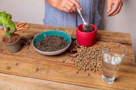 A woman puts soil into a new ceramic pot with a transplanted flower. Houseplant transplant concept.