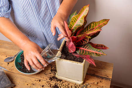 A woman waters a transplanted flower in a ceramic pot. Houseplant transplant concept.